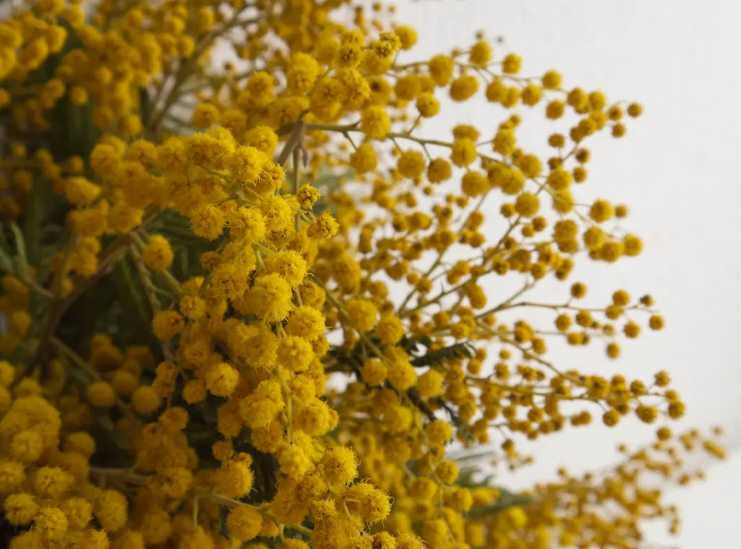 MimosasMv